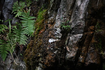Jungle 
