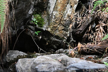 Jungle 