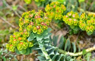 pictures of wild plants, medicinal flowers. photos of spurge flowers.