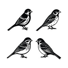 Set of silent sparrow bird vector.