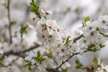Flowering fruit tree in spring