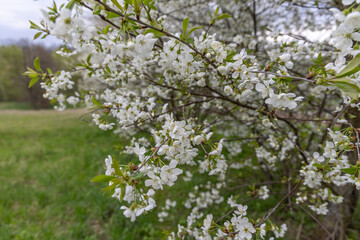 Flowering fruit tree in spring