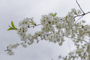 Flowering fruit tree in spring