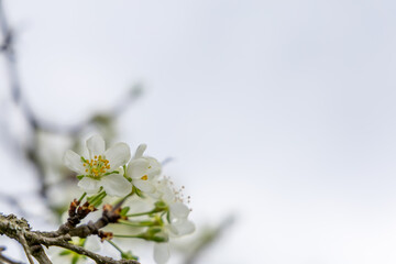 Flowering fruit tree in spring