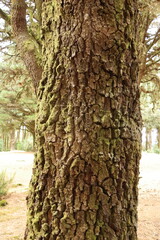 Obraz premium Rugged pine trunks in El Hierro, Canary Islands, Spain