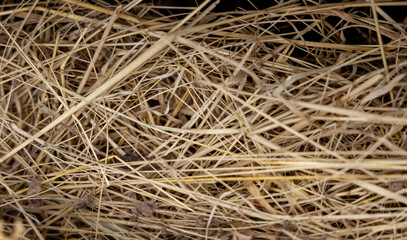 Dry hay in storage