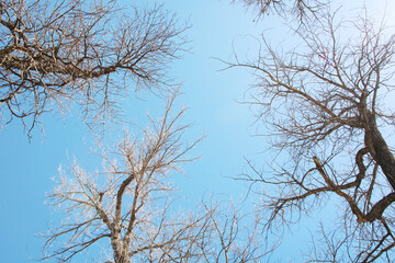 tree branches with blue sky
