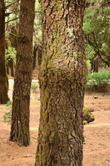 Rugged pine trunks in El Hierro, Canary Islands, Spain