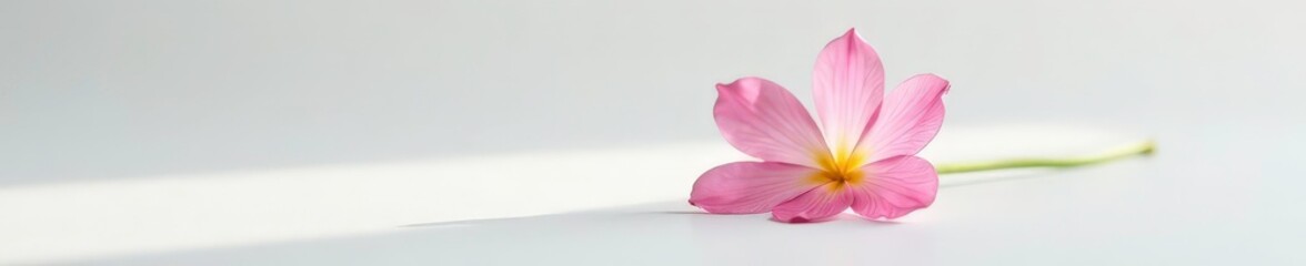 Fototapeta premium Single blooming flower on a crisp white surface, isolated, delicate, bloom