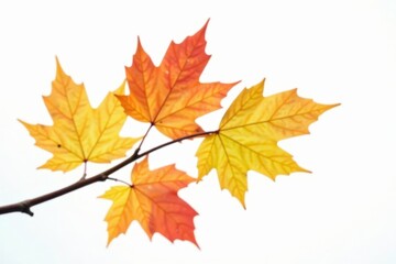 Fototapeta premium Single branch with autumn colors on white background, branch, natural, yellow