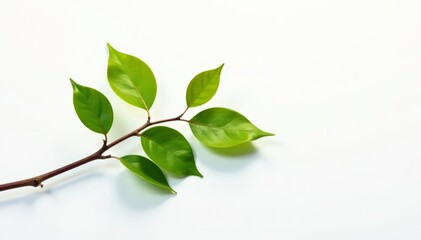 Obraz premium Single branch with leaves and twigs on a white background with subtle reflections, wood, photography, branch