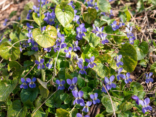 Dense patch of blooming purple violets with heart-shaped green leaves growing wild in the grass on...