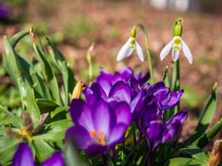 Purple crocuses and white snowdrops blooming together in early spring sunlight, surrounded by green leaves in a natural garden setting.