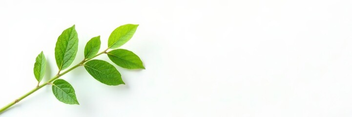 Obraz premium Single sprig of foliage against a stark white background, green, botanical, isolated