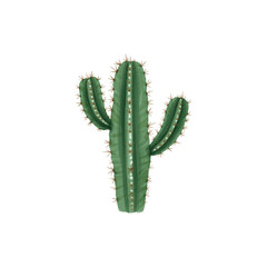 Naklejka premium Watercolor Cactus Illustration PNG – Isolated on Transparent Background