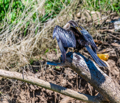 A view of an anhinga bird preening itself on the banks of the River Tarcoles in Costa Rica in early springtime