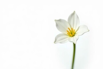 Obraz premium Small white flower isolated on white background, delicate petals, garden, plant, flowers