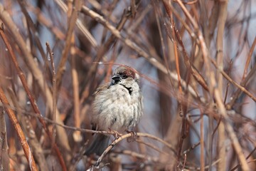 Songbirds flit among the branches surrounding Herastrau Lake, bringing life to the lush landscape of King Michael I Park. A serene moment captures urban wildlife in harmony with nature