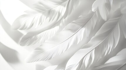 Obraz premium White Feather Texture Close-up