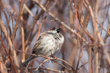 A charming sparrow rests on a delicate branch near Herastrau Lake, showcasing the beauty of urban wildlife amidst the serene landscape of King Michael I Park in Bucharest