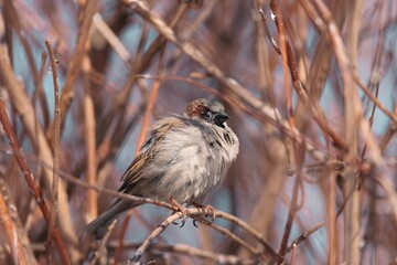 Sparrows perch among the twigs at Herastrau Park in Bucharest, showcasing their vibrant plumage against a shimmering backdrop of the lake. Spring breathes life into this urban paradise
