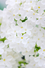Blooming lilac flowers. Abstract background. Macro photo.