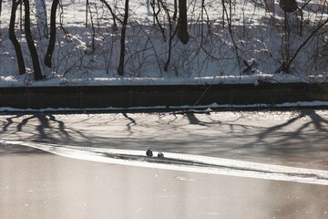 In the tranquil embrace of Herastrau Lake, two birds glide gracefully over the icy surface,...