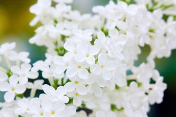 Blooming lilac flowers. Abstract background. Macro photo.