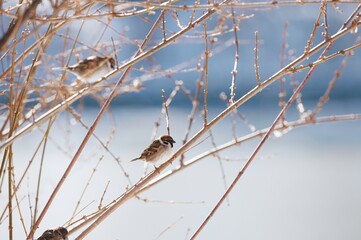 Nestled beside Herastrau Lake in King Michael I Park, sparrows flit among the branches, bringing life and vibrancy to the serene setting. Nature harmonizes with the city in this peaceful retreat