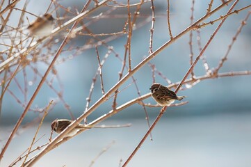 A serene moment unfolds at Herastrau Lake in King Michael I Park, where small birds perch elegantly on branches, showcasing Bucharest's vibrant urban wildlife in springtime