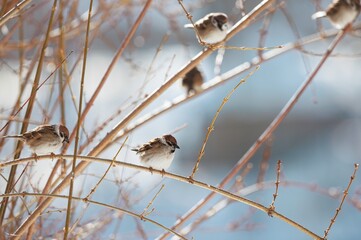Soft sunlight illuminates a group of sparrows perched delicately on thin branches near Herastrau Lake, showcasing urban wildlife in Bucharest's natural landscape