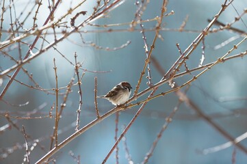 Nestled in King Michael I Park, Herastrau Lake is alive with urban wildlife as birds find solace on bare branches. Spring brings vibrant life to the park, enchanting visitors and birdwatchers alike
