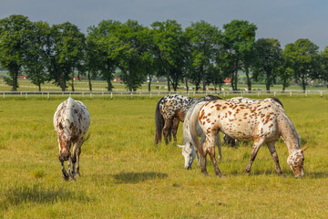 Fototapeta premium Horses standing peacefully in the paddock at Michałów stud. Majestic Arabian beauties graze on lush green grass, bathed in warm sunlight, creating a serene and picturesque rural scene of elegance and 