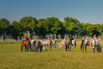 Horses standing peacefully in the paddock at Michałów stud. Majestic Arabian beauties graze on...