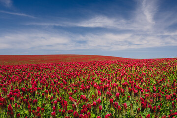 Obraz premium Red clover blooming in a field, bathed in warm sunlight. Delicate purple-pink flowers contrast with lush green leaves, creating a picturesque rural scene full of summer charm and natural beauty.