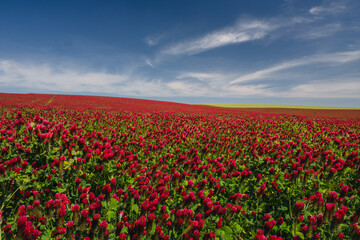 Red clover blooming in a field, bathed in warm sunlight. Delicate purple-pink flowers contrast with lush green leaves, creating a picturesque rural scene full of summer charm and natural beauty.