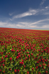 Obraz premium Red clover blooming in a field, bathed in warm sunlight. Delicate purple-pink flowers contrast with lush green leaves, creating a picturesque rural scene full of summer charm and natural beauty.