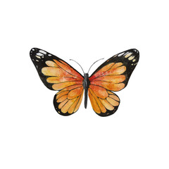 Isolated watercolor illustration of an orange monarch butterfly