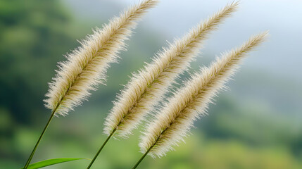 Three Fluffy Grass Flowers In Soft Focus