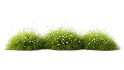 Three Green Grass Clumps with Small Flowers and Thin Stalks Transparent