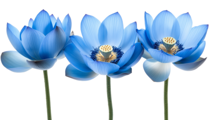 Trio Vivid Blue Lotus Flowers with Transparent
