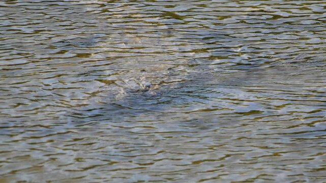 Close-up of water surface as a crocodile submerges in a lagoon at Punta Sur, Cozumel, Mexico. Ripples and movement indicate the animal going underwater.
