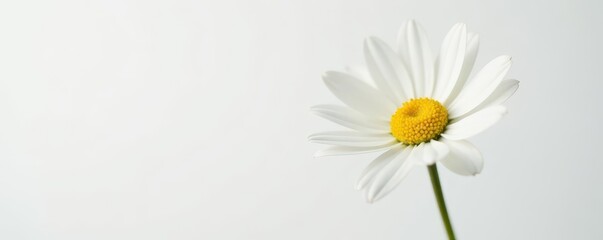 Fototapeta premium Single white daisy, delicate petals, pure white background, image, floral design, elegant