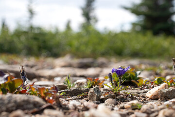 Small purple flowers growing in rocks on a road near Donnelly Dome on a spring day in interior Alaska.