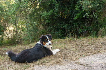 australian shepherd lying down