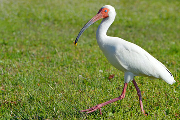 White Ibis Bird walking left in the grassy marsh next to Lake Lotus, mid morning, on a sunny day in Altamonte Springs, Florida