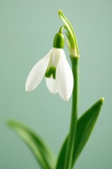 Fototapeta premium Delicate single snowdrop, pure white petals, green stem , snowdrop, floral