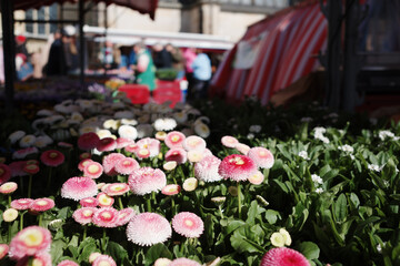 A lush display of pink and white flowers with round, delicate petals blooms at an outdoor flower market.