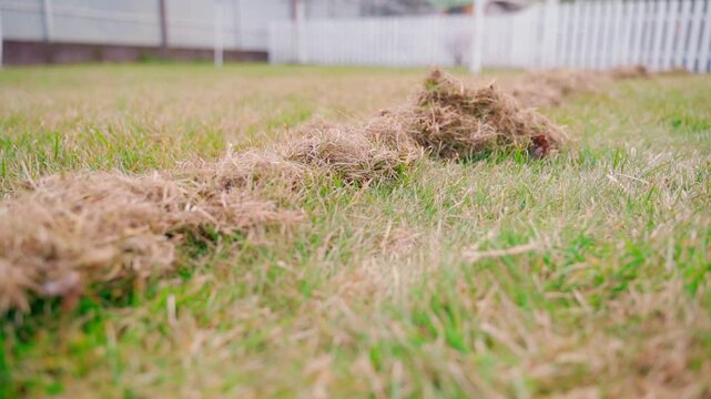 Lawn maintenance tips for removing thatch and promoting healthy grass growth in autumn