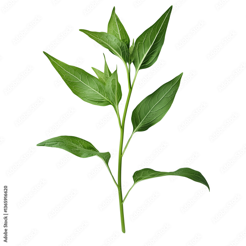Poster a single green comfrey leaf, plant stem with multiple elongated leaves, outlined showcasing intricat